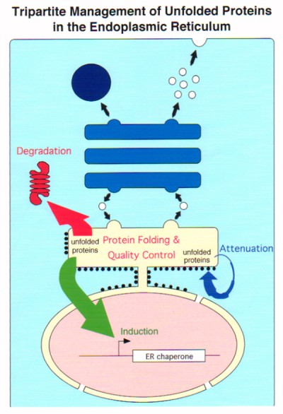 図１　タンパク質の分泌経路と品質管理  （参考文献：Mori, K. (2000) Cell, 101, 451-454）