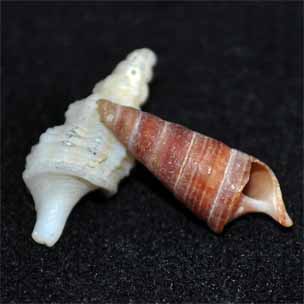 shells